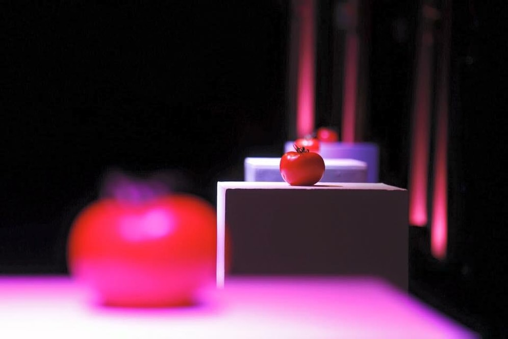 Hormonlu Domates Ödülleri Sahiplerini Buldu