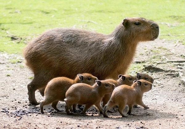 3. Capybara