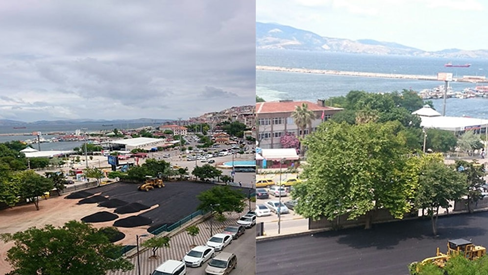 Otopark İçin Ağaç Köklerine Asfalt Döktüler
