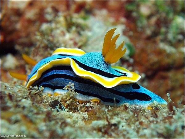 5. Nudibranch