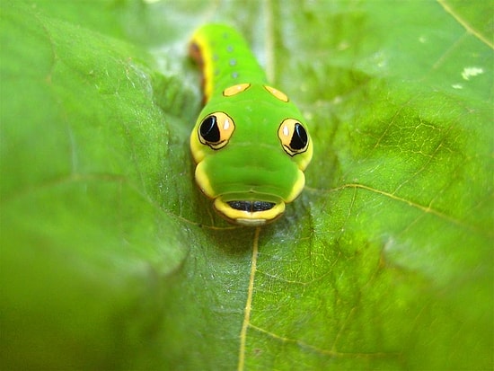 Omurgasızlar Alemine Daha Sevecen Bakışlar Atmanızı Sağlayacak 18 Minnoş Yaratık
