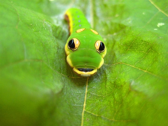 Omurgasızlar Alemine Daha Sevecen Bakışlar Atmanızı Sağlayacak 18 Minnoş Yaratık