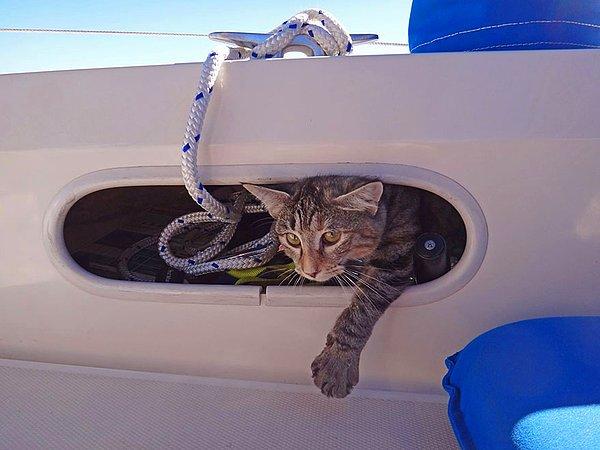 11. Çiftimizin dediğine göre kedi Georgie, gemi yolculuğunda ayakta durmak konusunda onlardan daha başarılı.
