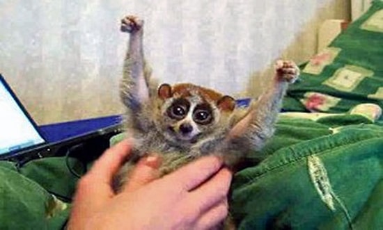 Gıdıklandığını Sandığınız Lorislerin Aslında Acı Çektiğini Biliyor Muydunuz?