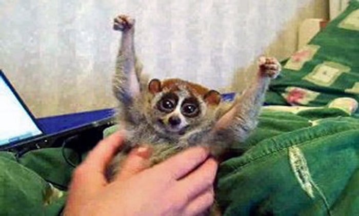 Gıdıklandığını Sandığınız Lorislerin Aslında Acı Çektiğini Biliyor Muydunuz?