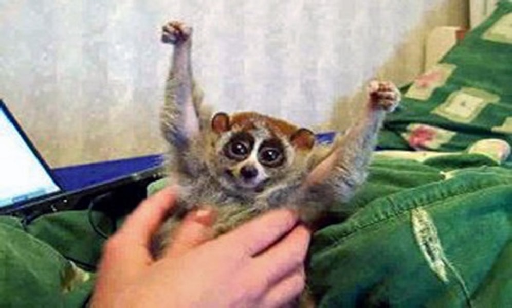 Gıdıklandığını Sandığınız Lorislerin Aslında Acı Çektiğini Biliyor Muydunuz?