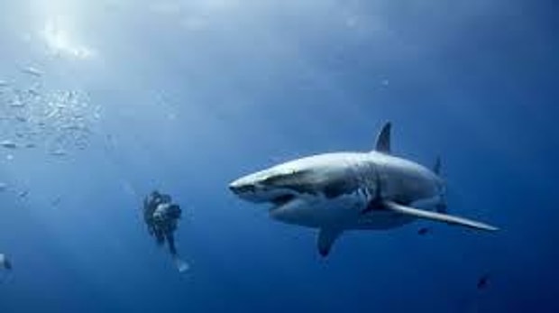 Hosgeldin Yaz Ulkemizden Ve Dunyadan Dehset Verici Kopekbaligi Saldirilari