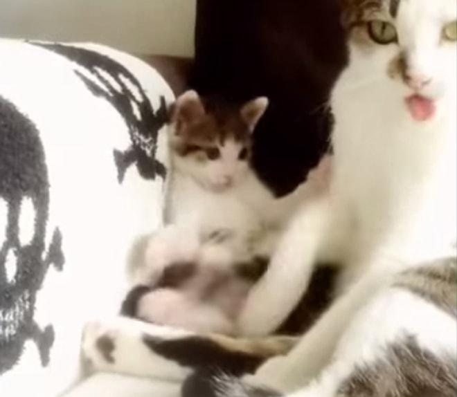 Annesini Taklit Etmeye Çalışan Şapşik Yavru Kedi