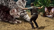 Dinozorların Yerine Gelerek Jurassic World'ü Pisicik World'e Çeviren 21 Heybetli Kedi