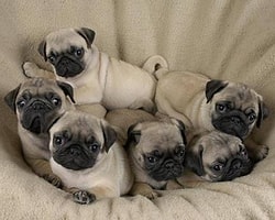 Köpekler Arasında en çok istenilen bir o kadar da dikkat çeken şapşik köpek Pug