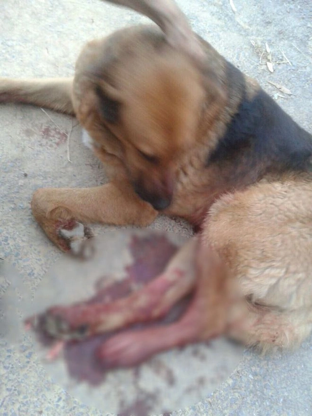 İzmir’de Köpeği Vuran Polis Hakkında Soruşturma Başlatıldı İzmir’de Köpeği Vuran Polis Hakkında Soruşturma Başlatıldı