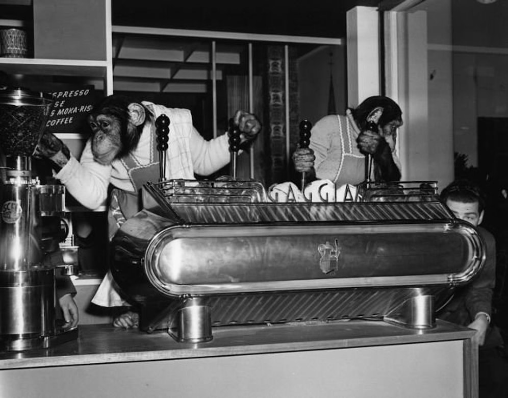 Yakın Geçmişte İnsanların Hayvanlarla Nasıl Bir İlişkisi Olduğunu Sorgulatan 15 Fotoğraf