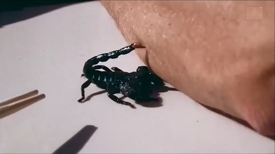 Yavaş Çekimde Akrep Sokması