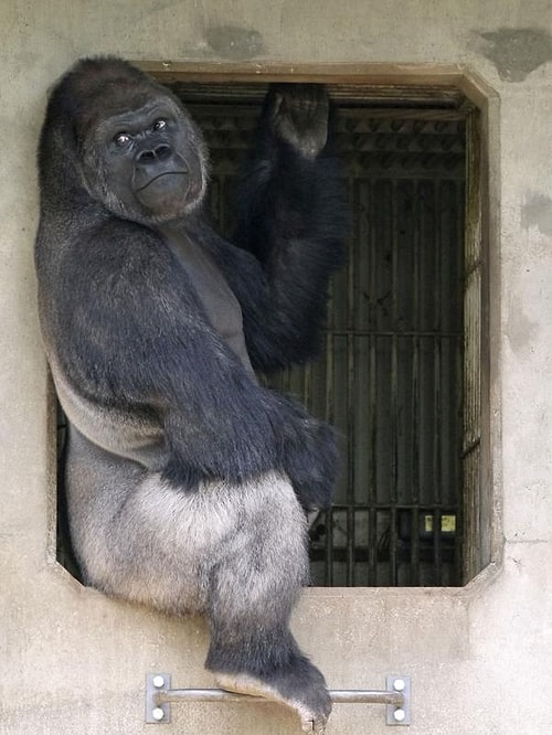 Genç kadınlar, Shabani hakkında konuşurken 'Ikemen' ifadesini sıklıkla kullanıyorlar. Bu tabirin yakışıklı ve genç erkekler için kullanıldığını da hemen belirtelim.