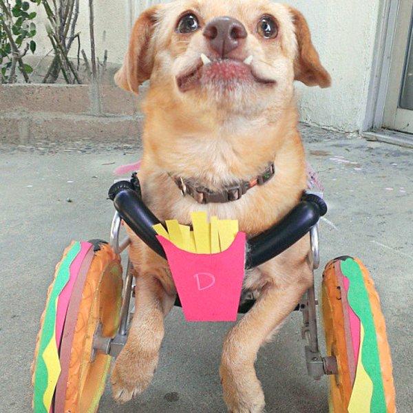 Bunun üzerine Sheena, Daisy için özel olarak 3D yazıcıdan tekerlekli sandalye ürettirir.