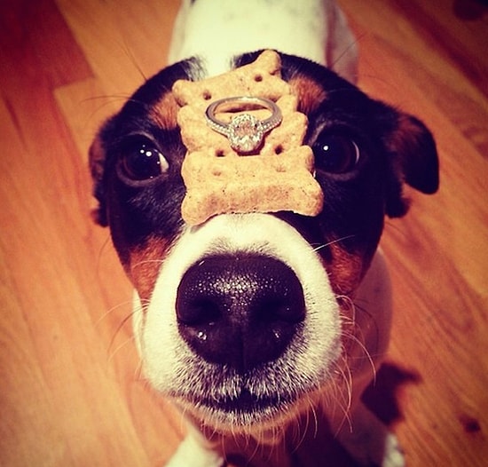 "Yoo Hiç Kıskanmadım ki" Deditecek, Tam Evlilik Teklifi Anında Çekilen 20 Fotoğraf