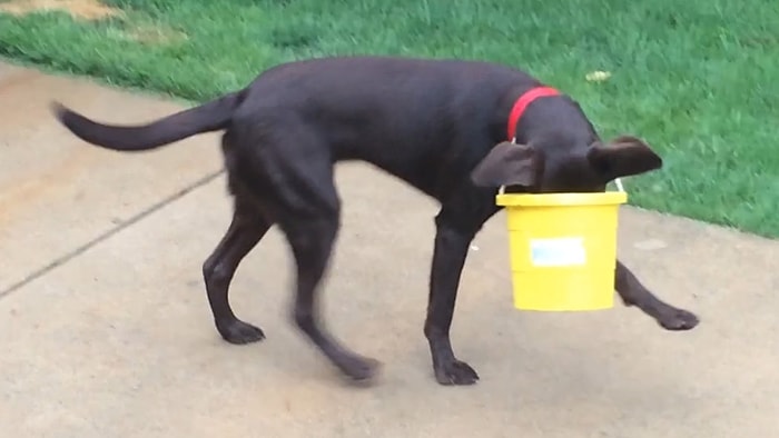 Kafalarını Bir Şeylerin İçine Sokmaktan Kendini Alıkoyamayan Şapşal Köpekler