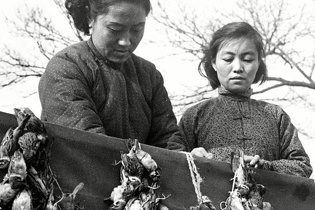 11. Çünkü ülkede zararlı böcekleri yemesi beklenen serçelerin soyları neredeyse tükenmişti.