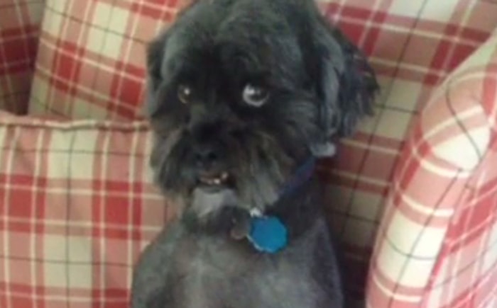 Köpeğinizi Evde Neden Yalnız Bırakmamalısınız?