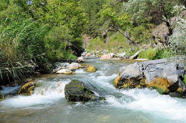 6. Kafkas ekosisteminin Türkiye’deki tek uzantısı ve doğal yaşlı ormanların son yaşam alanı