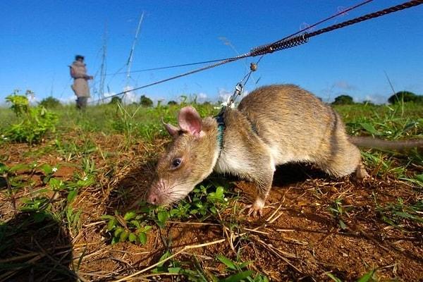 Afrikalı kahraman fareler yere döşeli mayınları bulabiliyor.