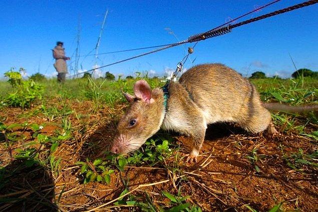 Afrikalı kahraman fareler yere döşeli mayınları bulabiliyor.