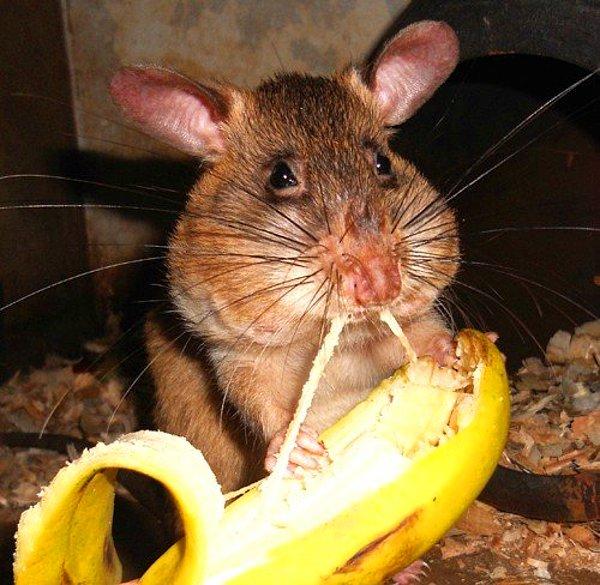 Genellikle 8 yıl yaşayan bu fareler 6 yaşındayken emekliye ayrılıyor.