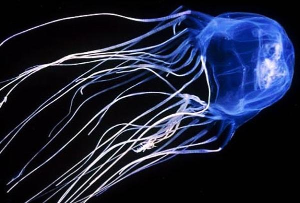 4. Box Jellyfish - Kutu Denizanası