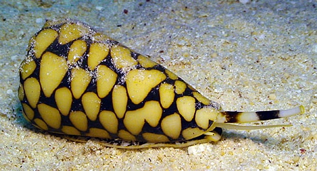 3. Cone Snail - Mermer Yüzeyli Salyangoz