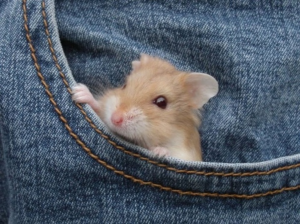 Adam Cebinde Taşır Senin Gibi Hayvanı: Minnaklığıyla Şirinlik Muskası Olmuş 16 Hayvan