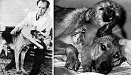 7 Maddede Hayvanlar Üzerinde Yapılmış Acımasız Deneylerin En Ünlüsü: Çift Başlı Köpek Deneyi