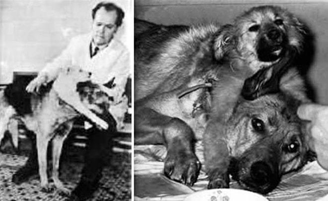7 Maddede Hayvanlar Üzerinde Yapılmış Acımasız Deneylerin En Ünlüsü: Çift Başlı Köpek Deneyi