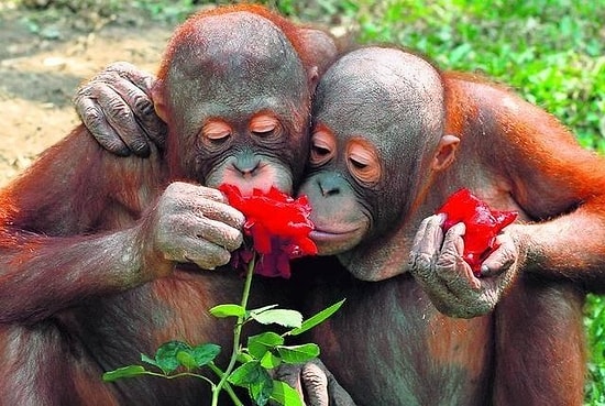 Sevdiğin Kokulara Göre Karakterini Tahmin Ediyoruz