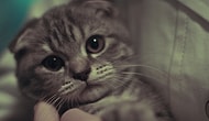 Komik Hallere Giren 5 Kedi