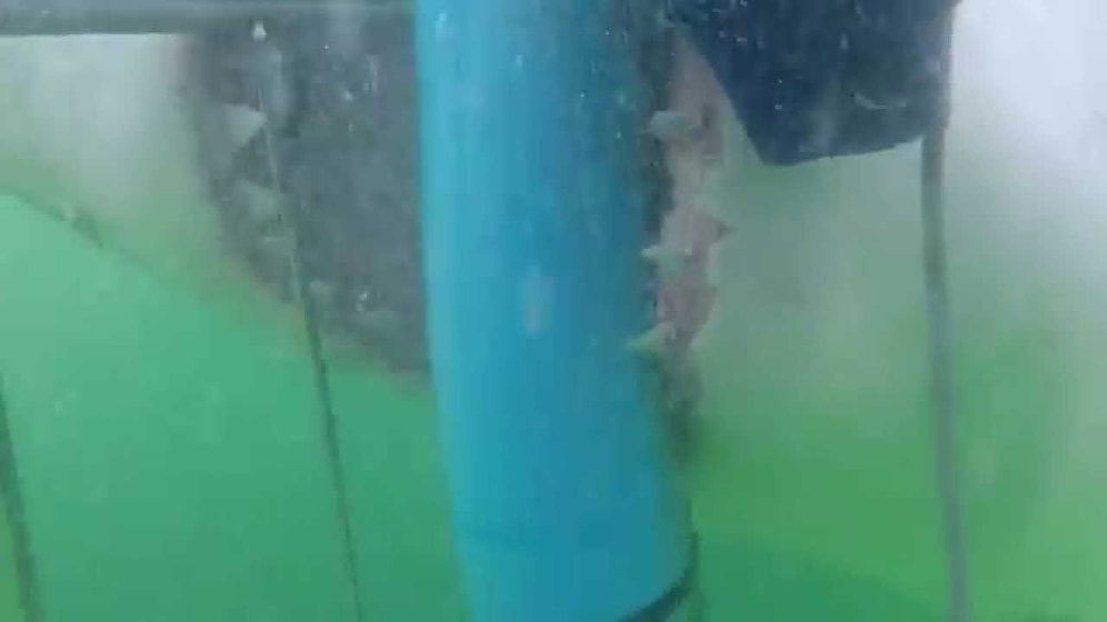 Kafesin İçindeki İnsanlara Saldırmaya Çalışan Köpek Balığı