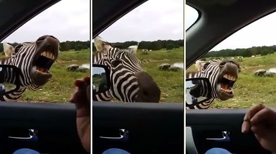 Ekmeğini Yol Kenarında Şarkı Söyleyerek Çıkartan Popstar Zebra