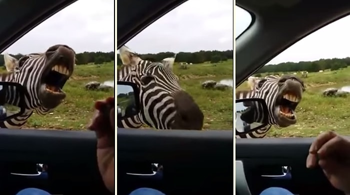 Ekmeğini Yol Kenarında Şarkı Söyleyerek Çıkartan Popstar Zebra