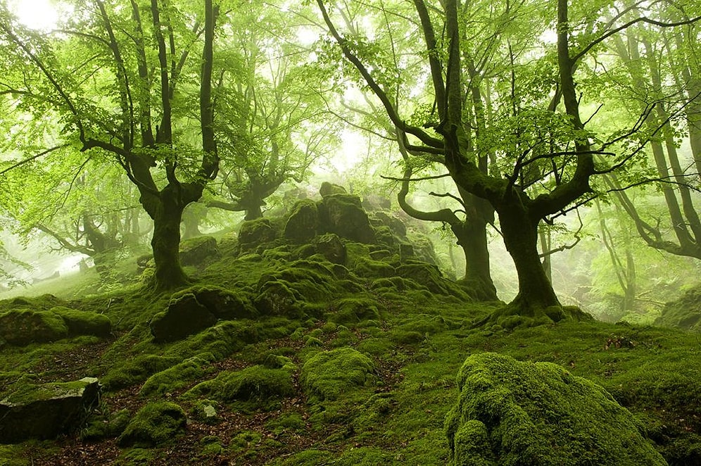 Ormanların Ne Kadar Gizemli ve Büyüleyici Yerler Olduğunu Gösteren 20 Kare