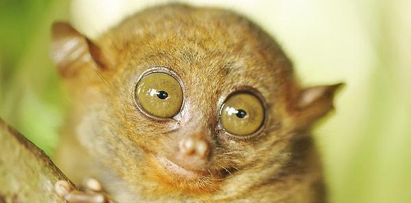 7. Tarsiyer isimli bir maymun türünün iki gözü de beyni kadar büyüktür.
