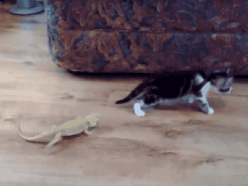 Uçan kedi Sabri bey