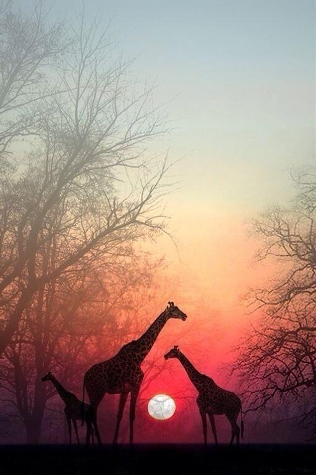 5. Afrika