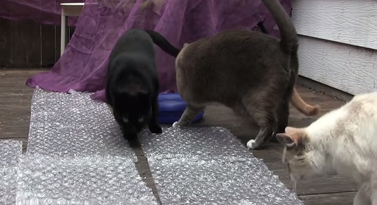 Kedilerin Balonlu Naylonla İmtihanı