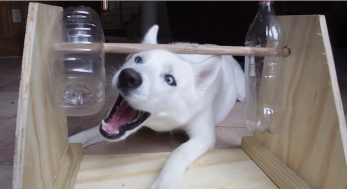 Köpek ve Şişe Oyunu Nasıl Yapılır?