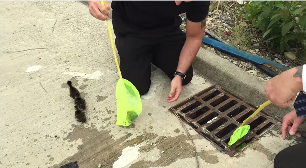 Rögar Deliğine Düşen Yavru Ördekleri Kurtaran İyi İnsanlar