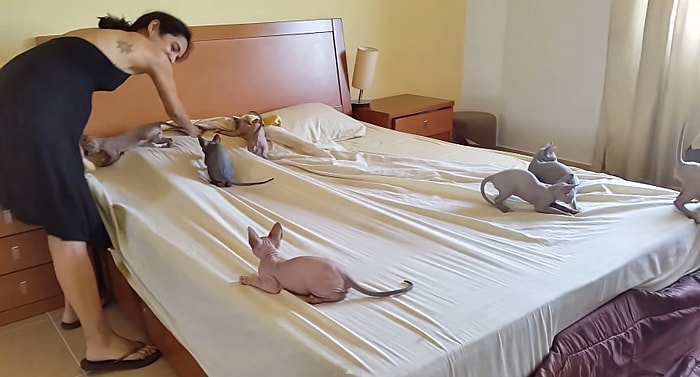 Yatağı Düzeltmeye Çalışan Kadına İzin Vermek İstemeyen Sfenks Kedileri