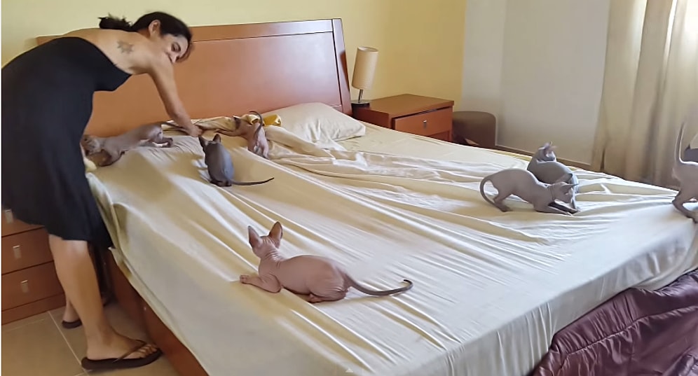 Yatağı Düzeltmeye Çalışan Kadına İzin Vermek İstemeyen Sfenks Kedileri