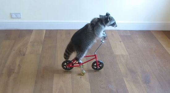 En Az Sizin Kadar İyi Bisiklete Binen Rakun