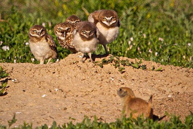 20. On the other hand, some other animals like owls trust prairie dogs with their nests. Even rhinos, antelopes and bison use the same area for feeding, and have no problems interacting with them.