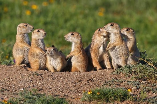 İnsanoğlunun İbret Alması Gereken Yaşamlarıyla 21 Maddede Çayır Köpekleri