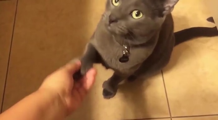 Kedilerin Miyavlayan Köpekler Olduğunun 16 Kanıtı